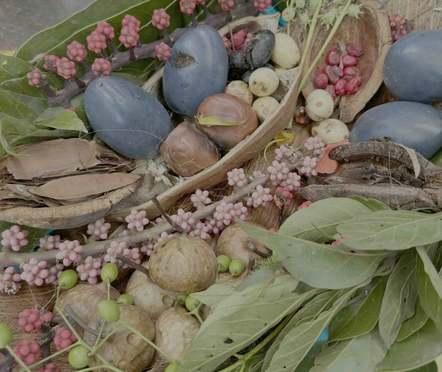 Seed, fruit and leaf collected on the station, laid out together