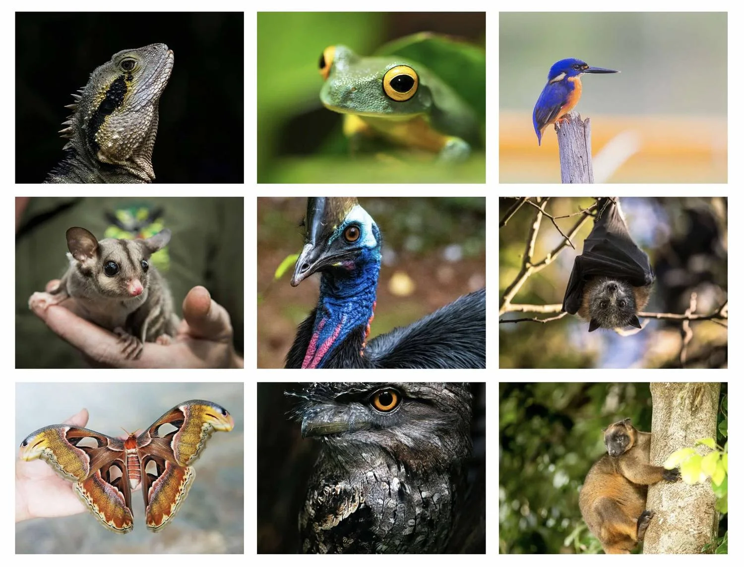 Nine Daintree locals: water dragon, tree frog, azure kingfisher, sugar glider, cassowary, flying fox, atlas moth, frogmouth and tree kangaroo