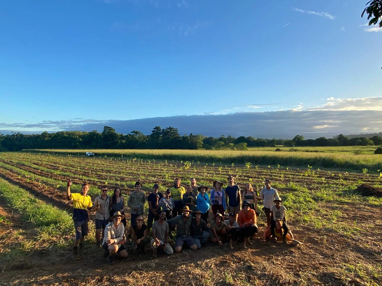The planting crew together in the fresh rows at Cape Kimberley in late light, rainforest behind