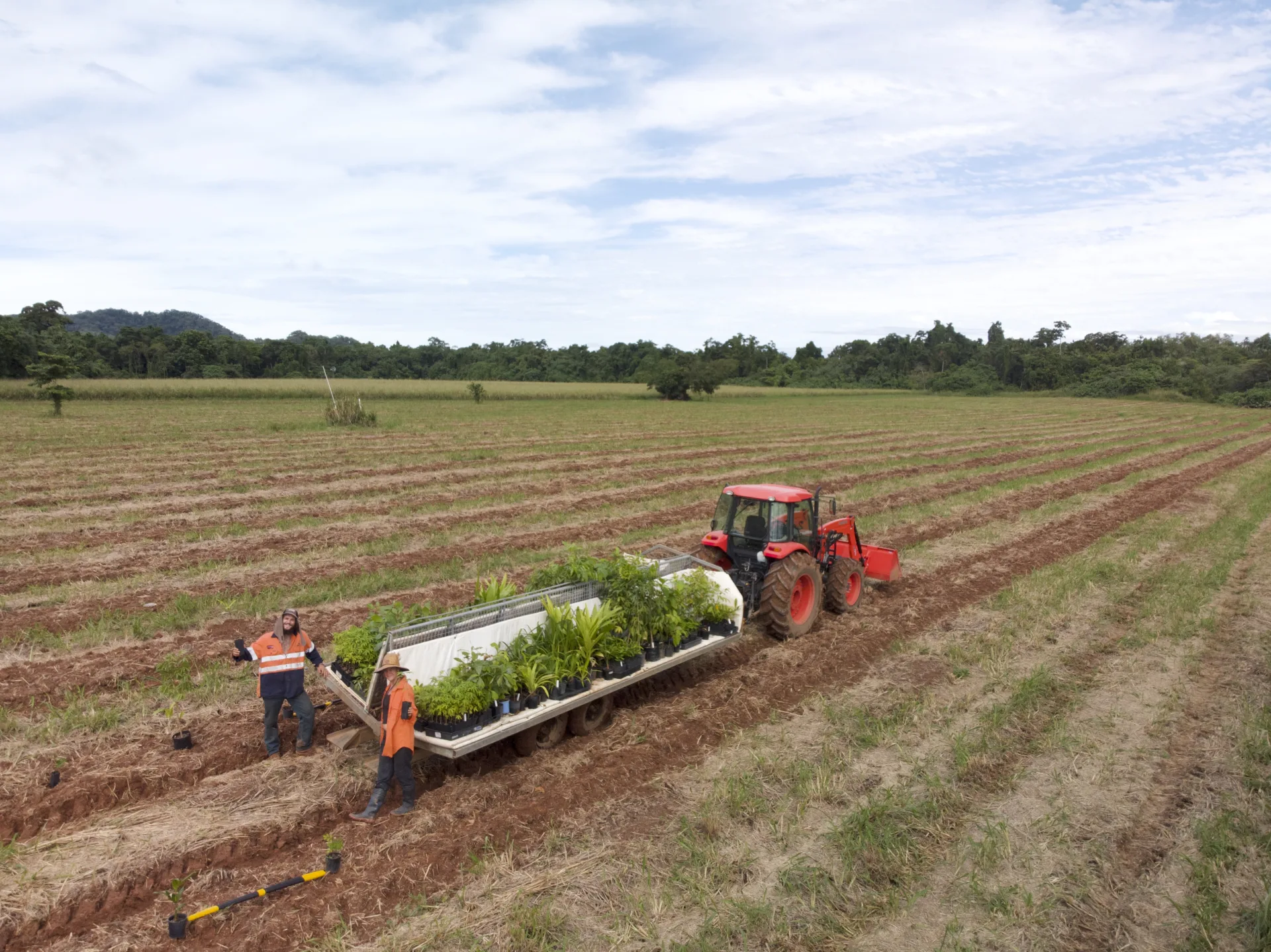 Young planting row at Cape Kimberley
